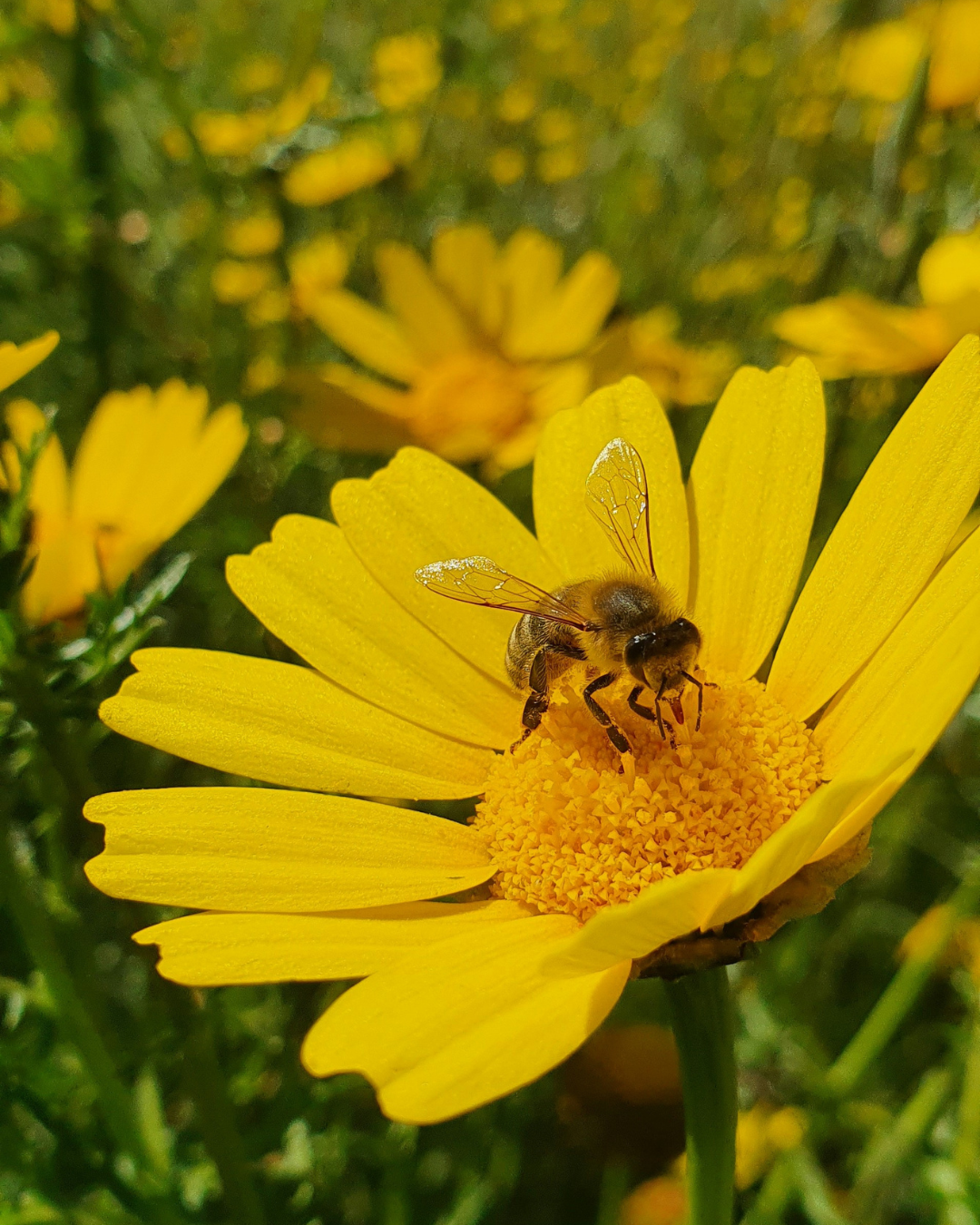 BUMBLEBEE NO. 872
