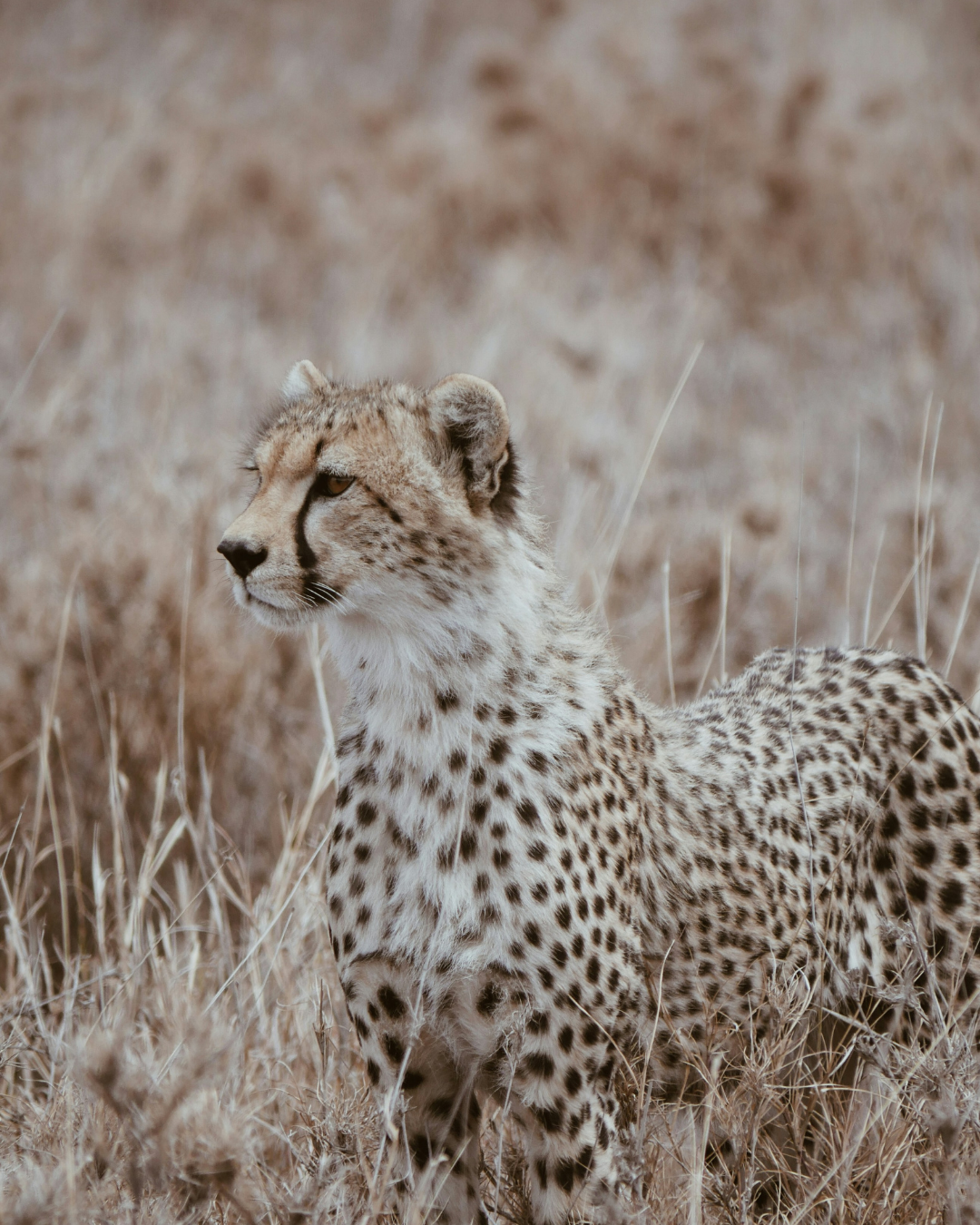 Flauschiger Gepard Nr. 255